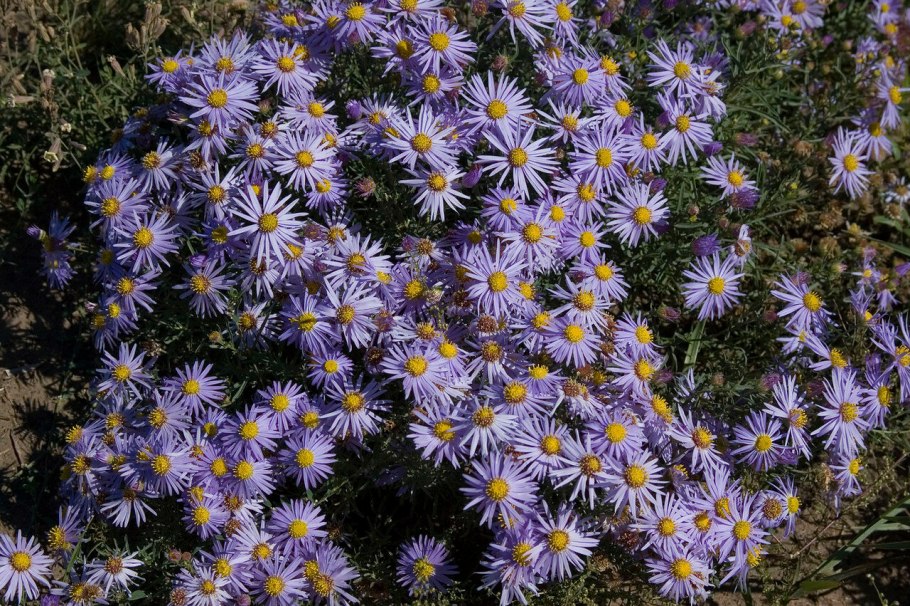 Астра новобельгийская - сентябринки