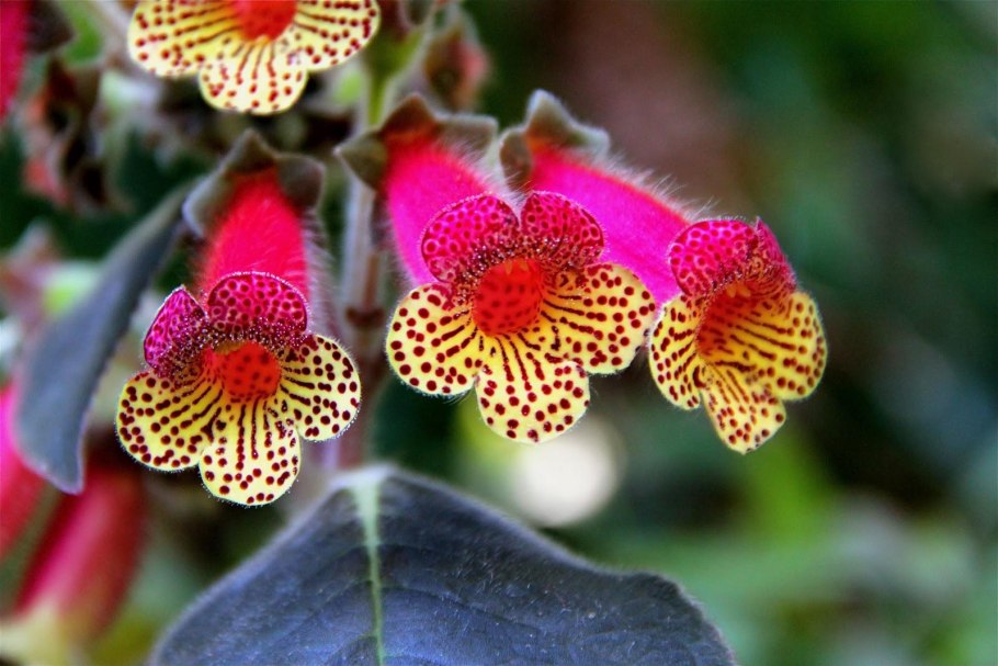 Колерия боготская цветок