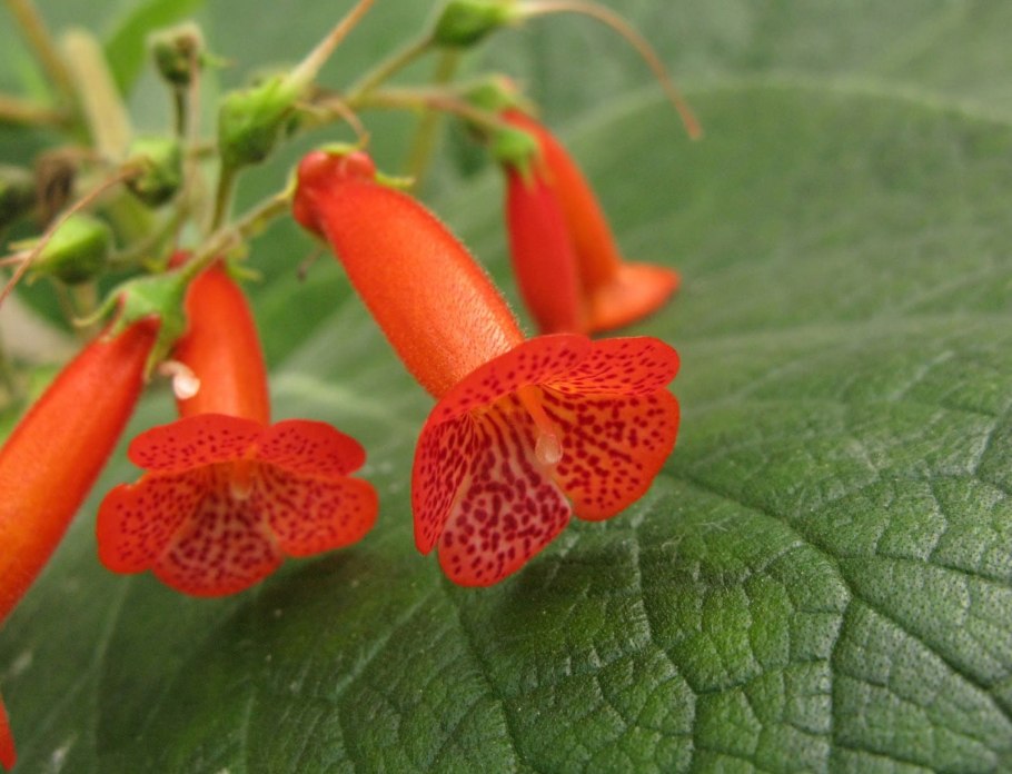 Колерия (Kohleria)