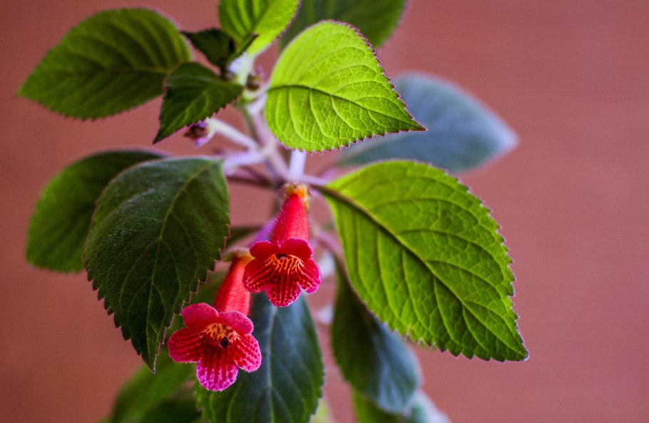 Колерия Ampallang