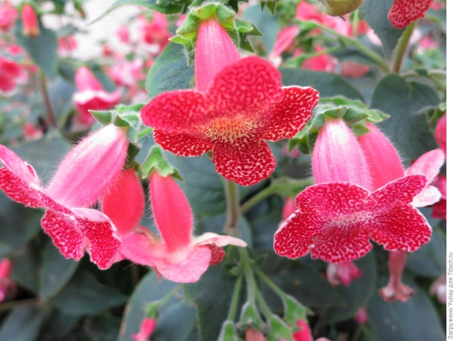 Колерия красная