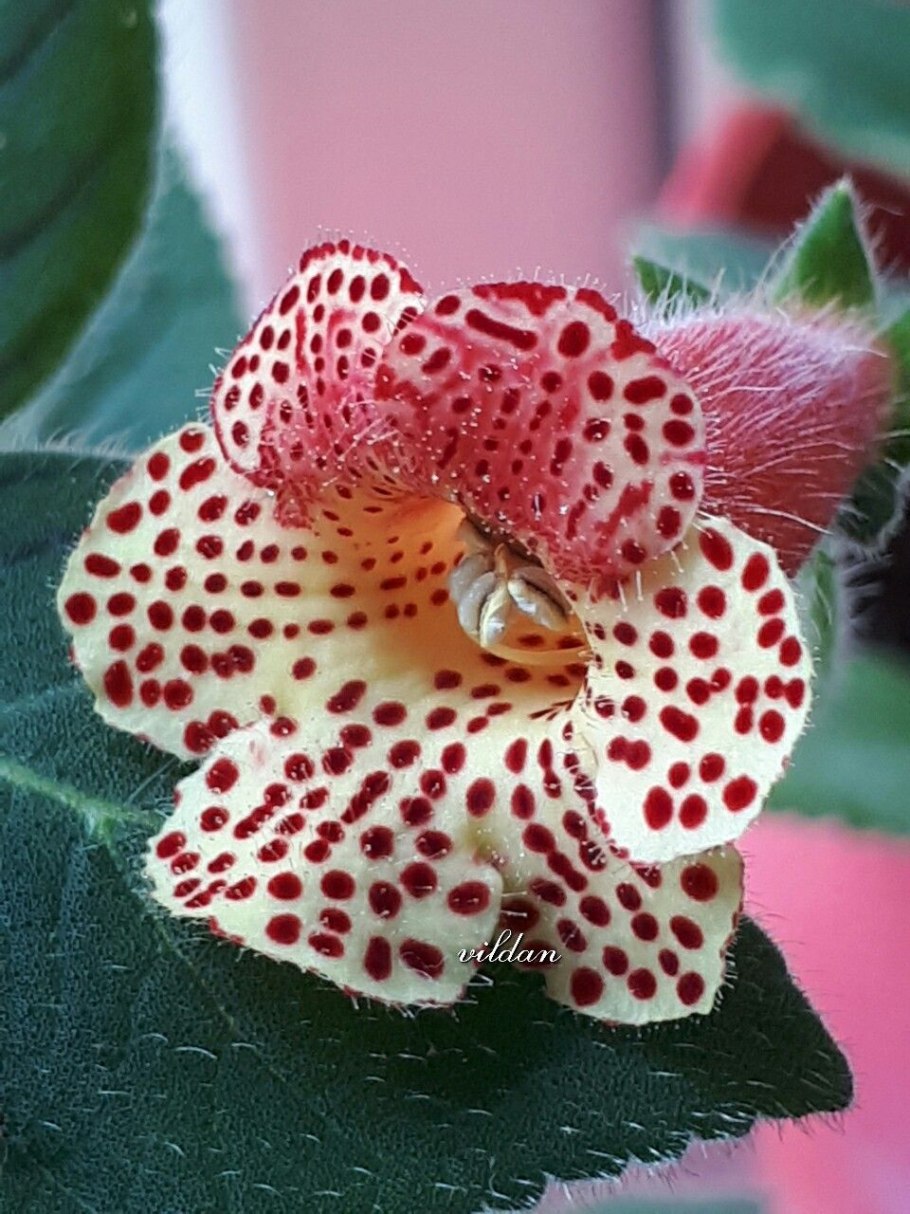 Колерия eriantha