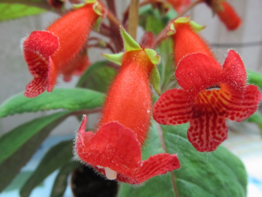 Цветок колерия Карелия