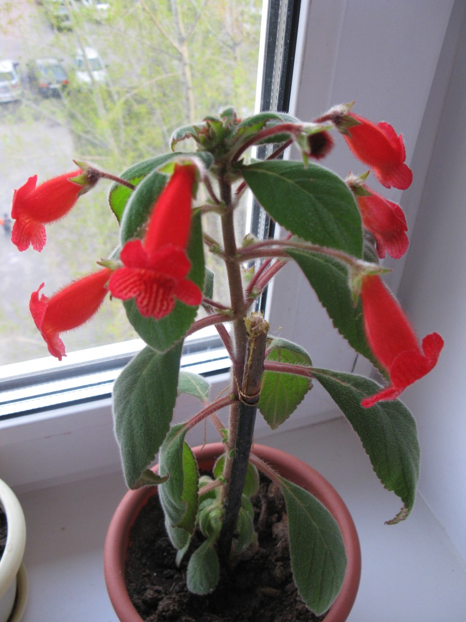 Колерия боготская