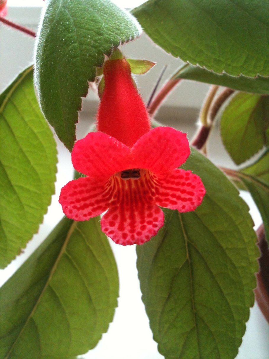 Колерия красная