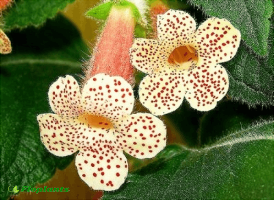 Колерия birka