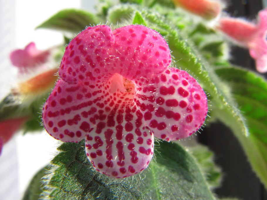 Колерия ampallang