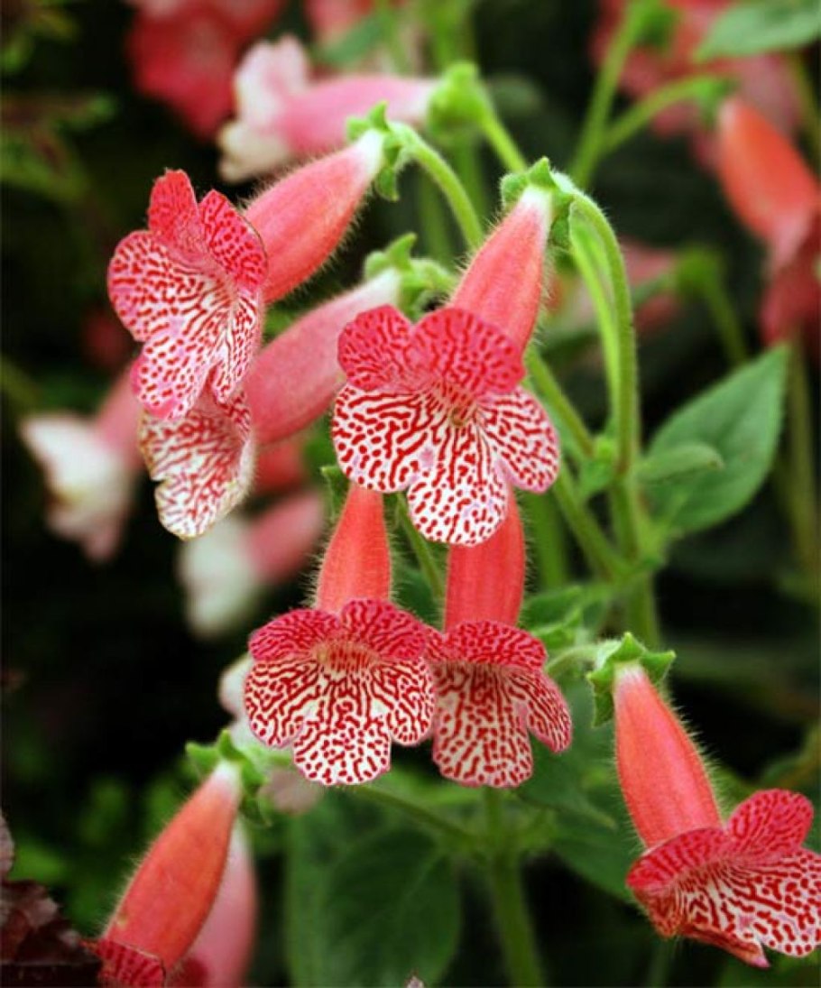 Колерия Санни