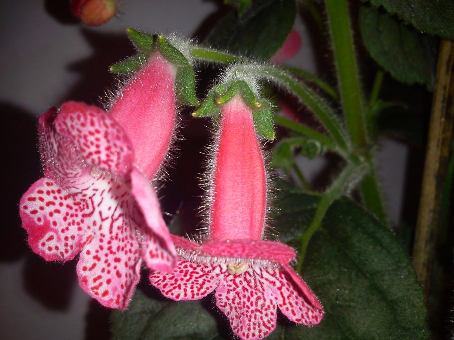 Колерия Jester