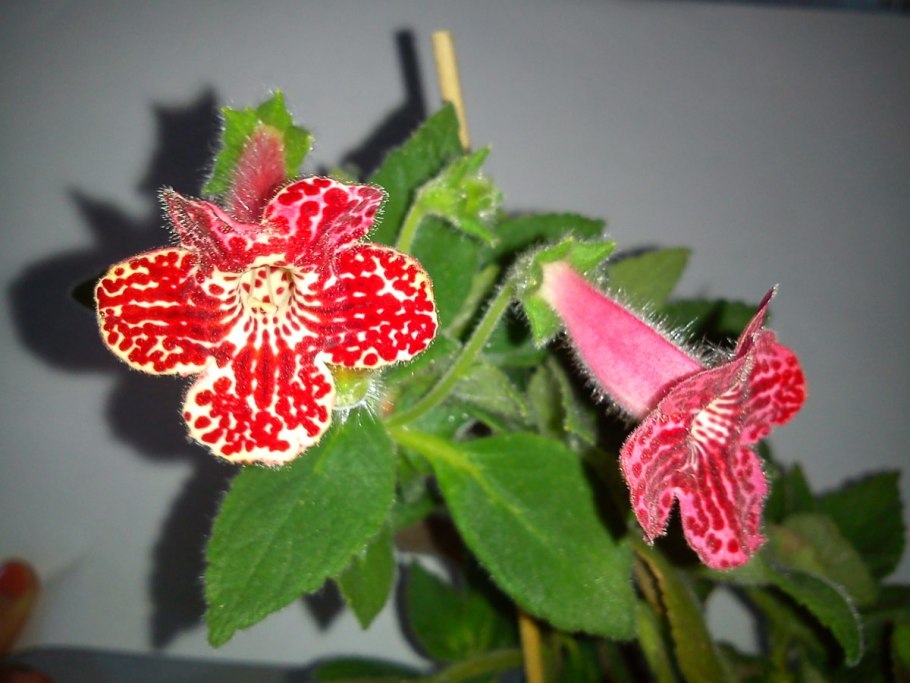 Колерия голубая