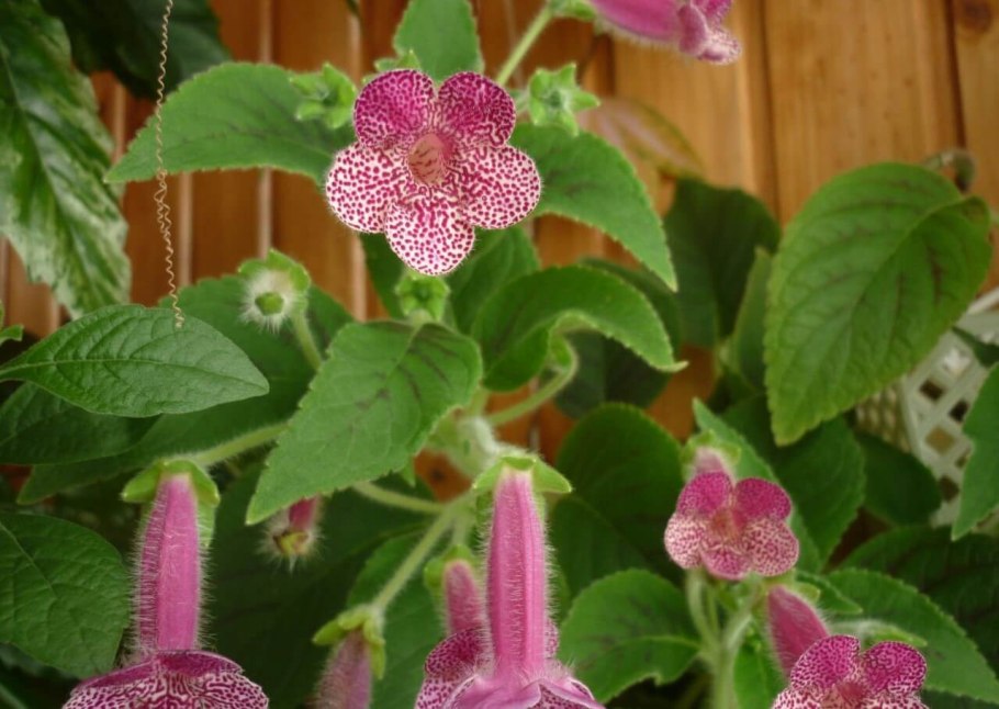 Колерия Рондо