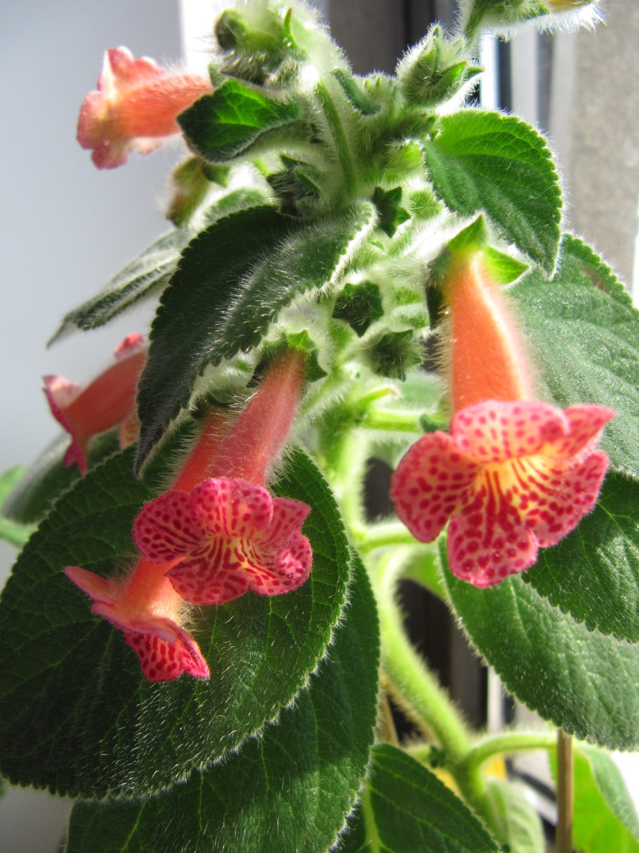 Колерия боготская