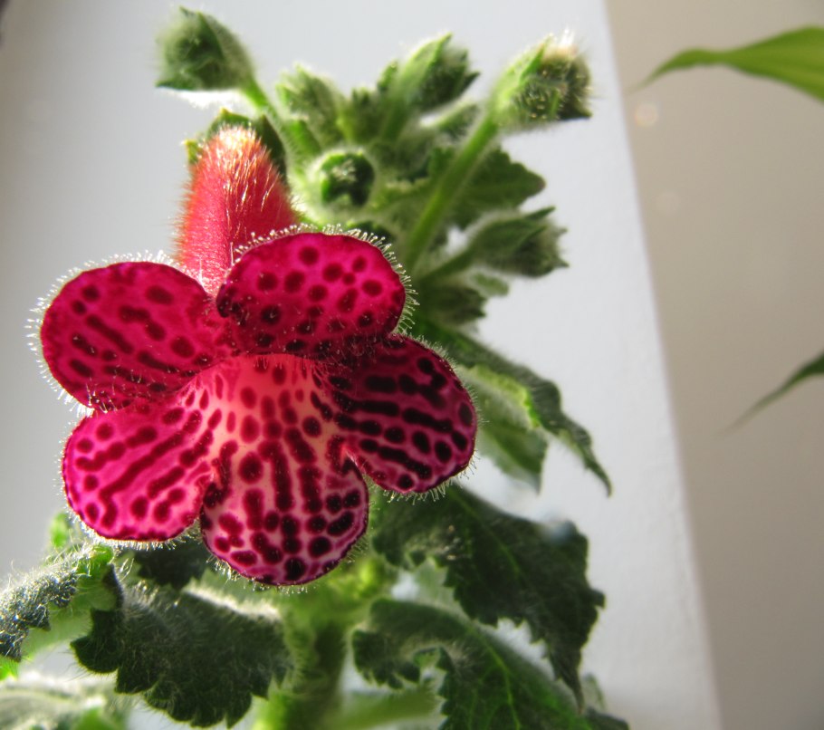 Колерия jester