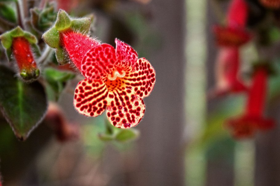 Kohleria eriantha