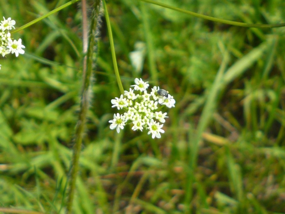 Бедренец розовоцветный
