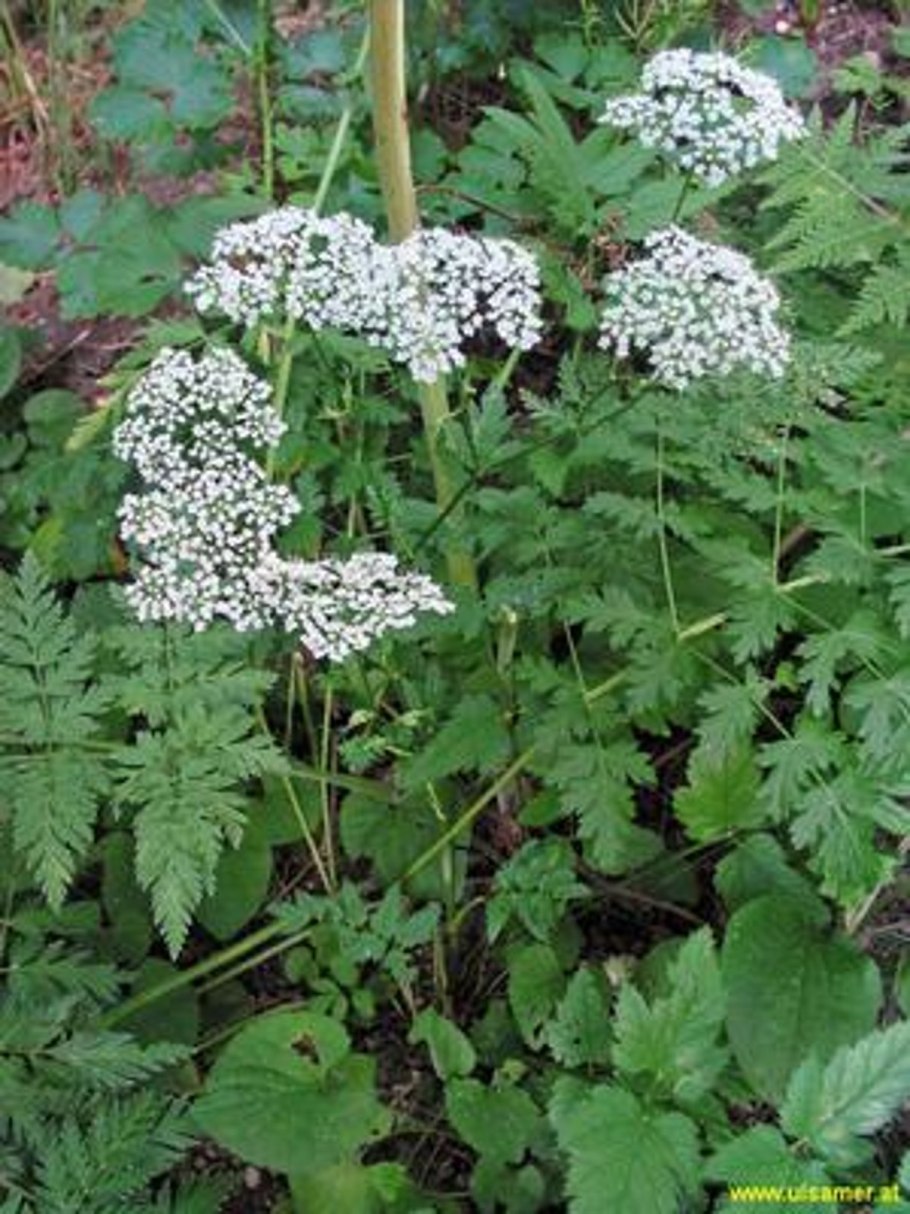 Бедренец Роданский Pimpinella rhodantha