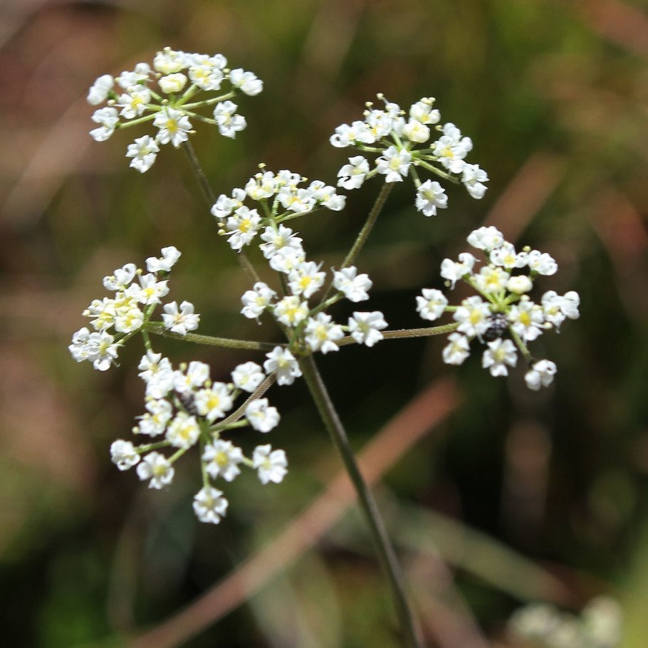 Растение бедренец камнеломка