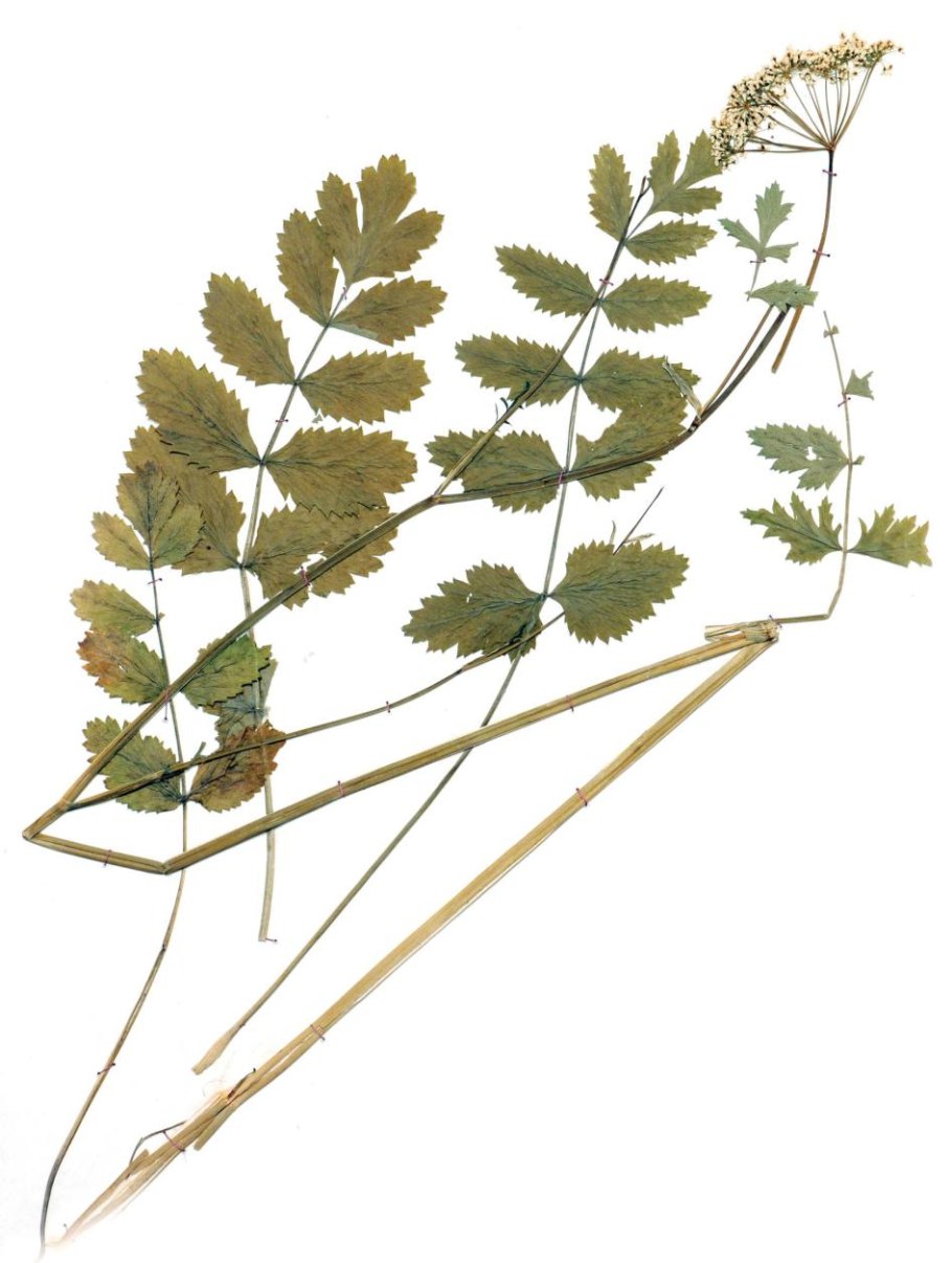 Бедренец камнелюбивый