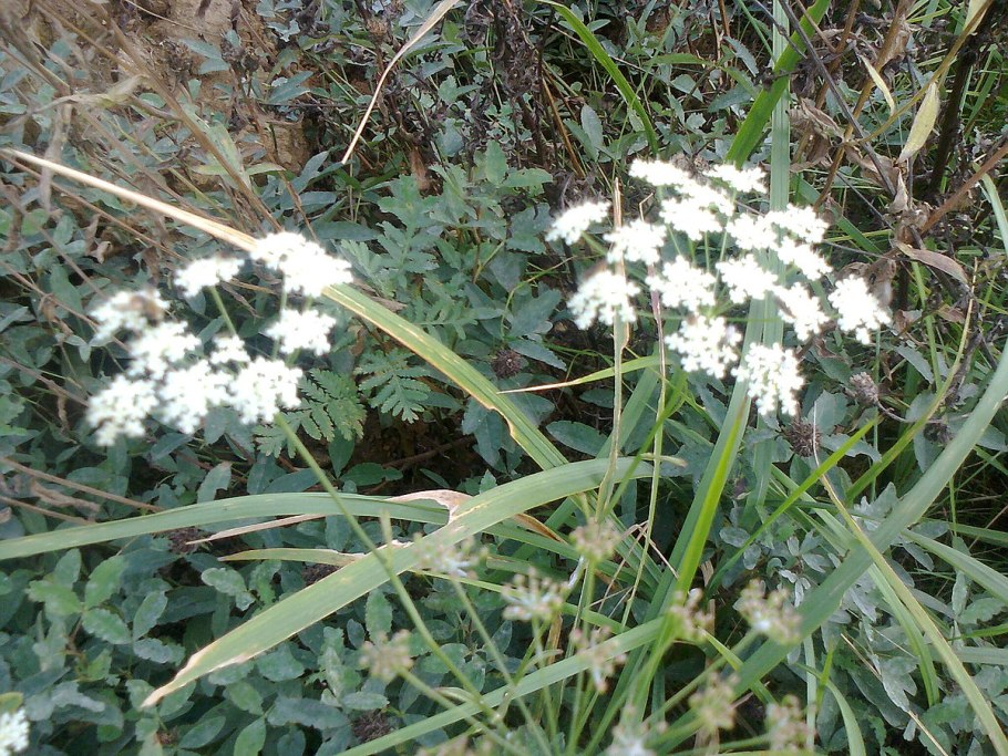 Oenanthe crocata