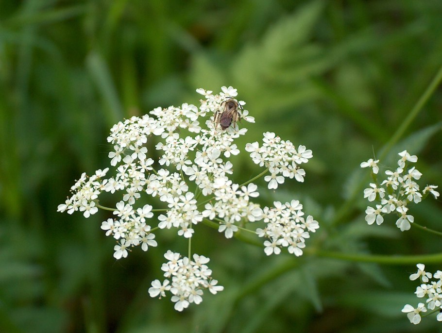 Тмин обыкновенный Carum Carvi l.