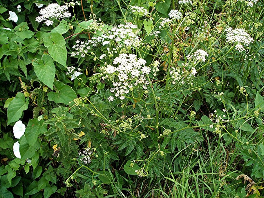 Купырь лесной anthriscus sylvestris