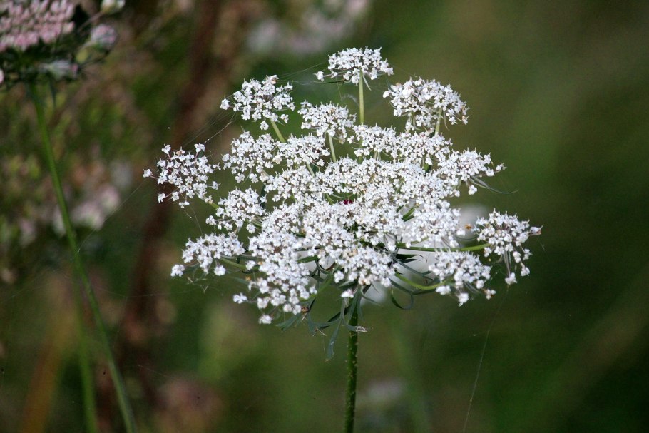 Бедренец камнеломковый — Pimpinella Saxifraga l.