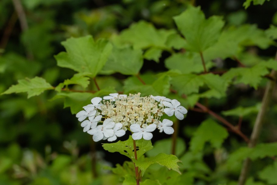 Калина обыкновенная viburnum opulus