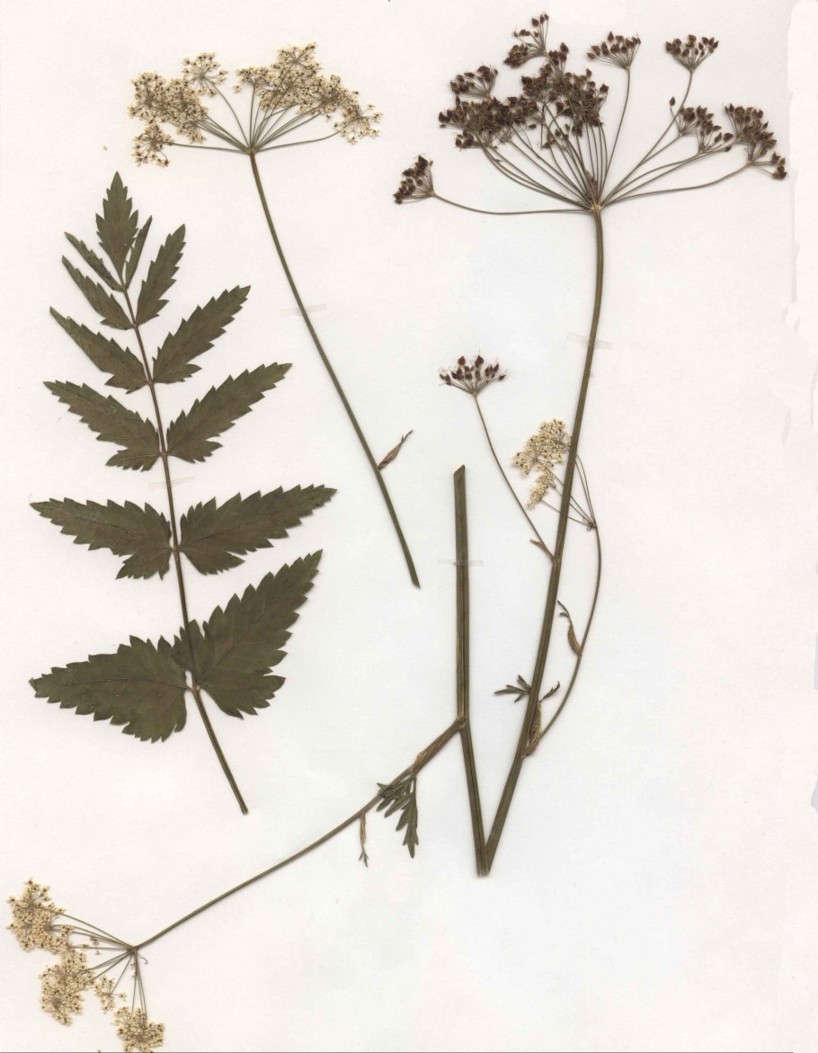 Peucedanum cervaria