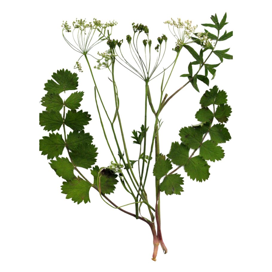 Petroselinum crispum