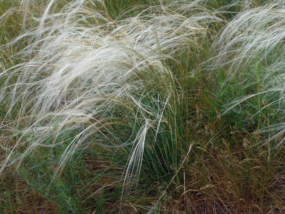 Ковыль перистый (Stipa pennata l.)