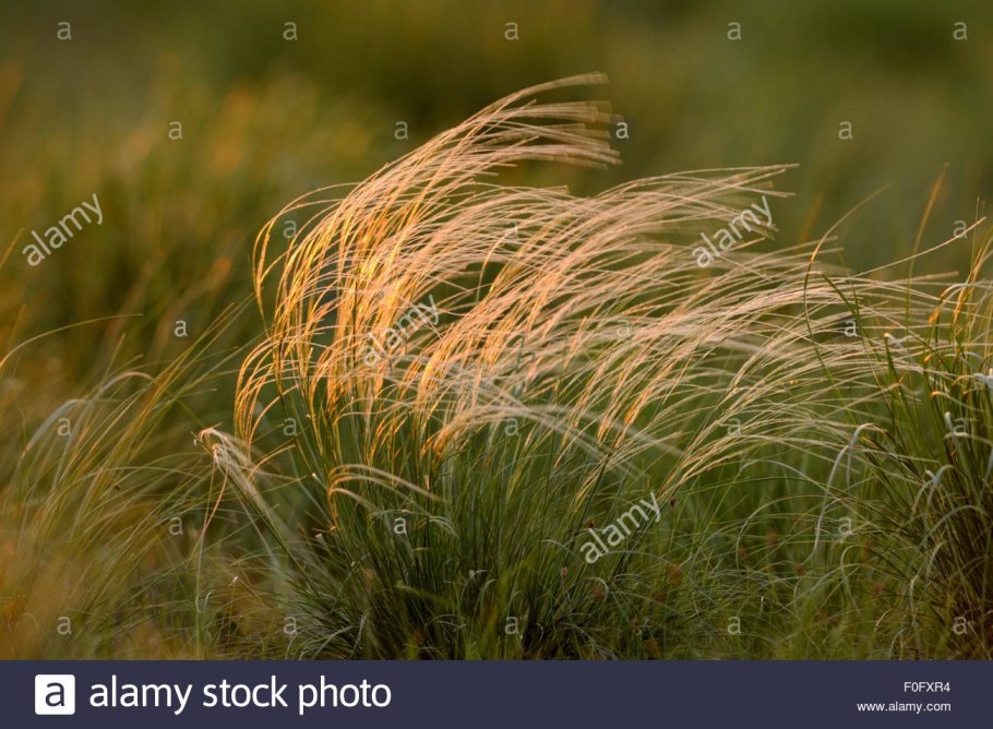 Ковыль перистый Stipa pennata семена