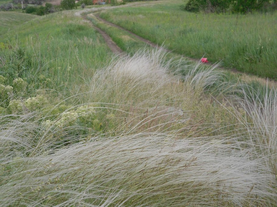 Ковыль волосатик Stipa capillata