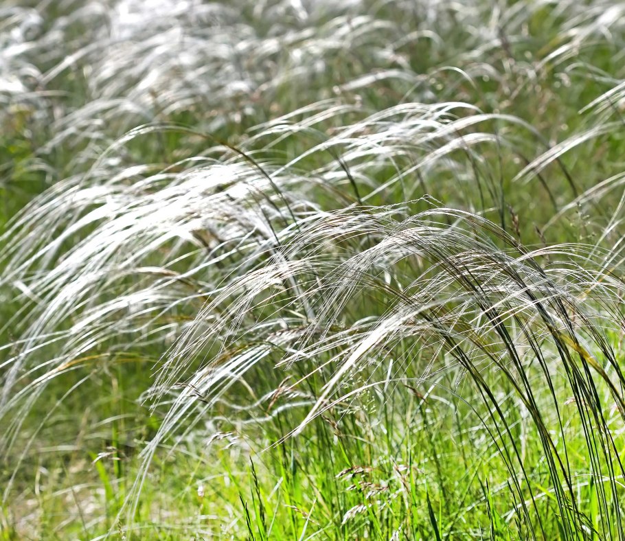 Ковыль волосатик stipa capillata