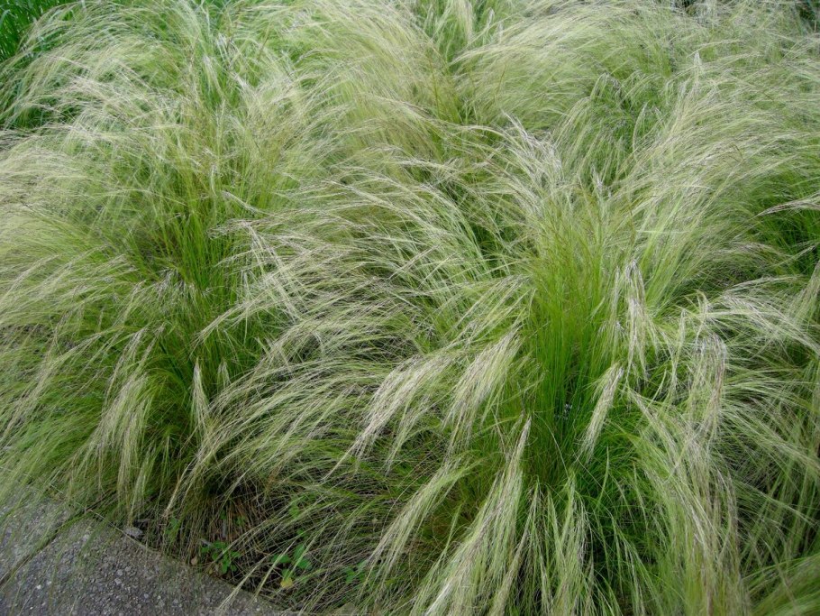 Ковыль stipa tenuissima
