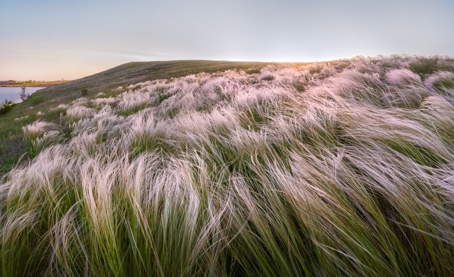 Ковыль перистый (Stipa pennata l.)