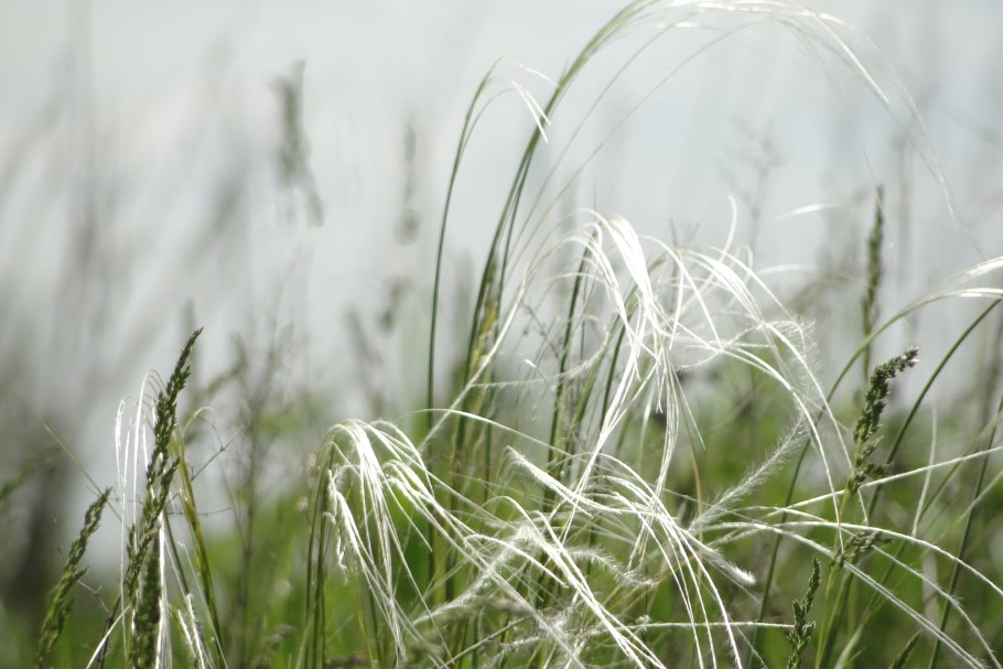 Ковыль Дальневосточный