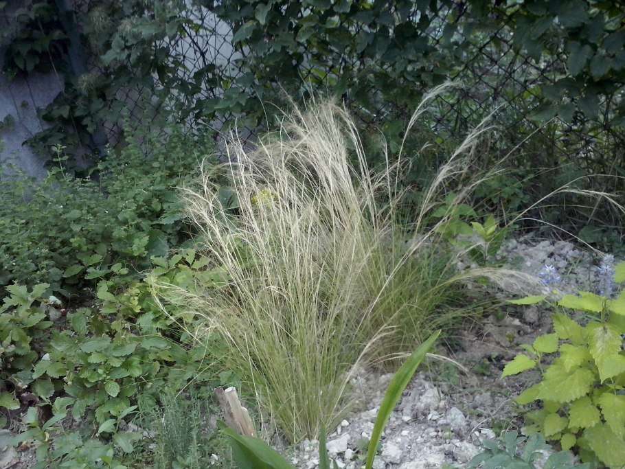 Ковыль тончайший (stipa tenuissima)