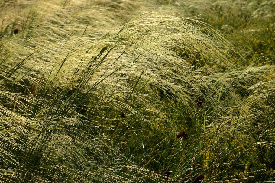 Ковыль красивейший (Stipa pulcherrima)