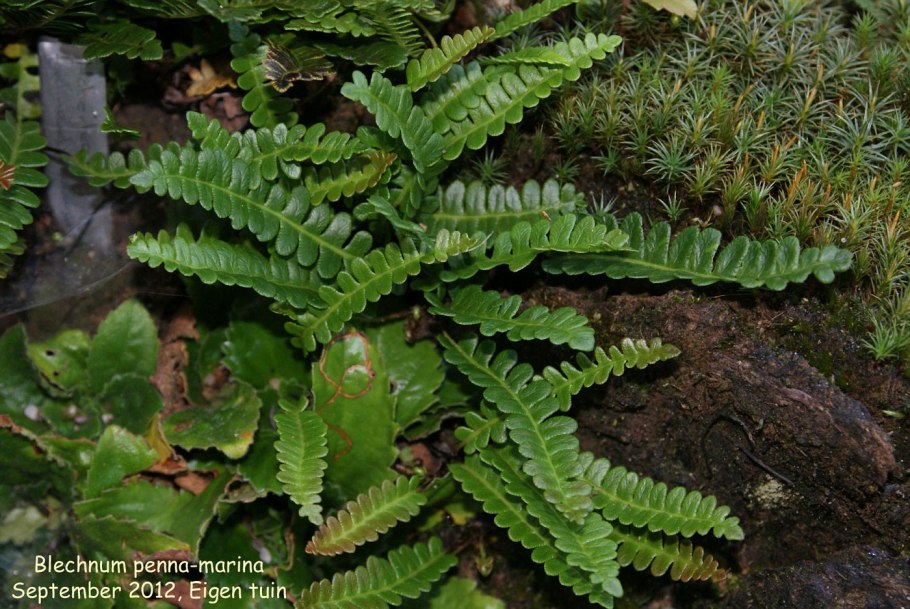 Blechnum Penna-Marina SSP. Alpina