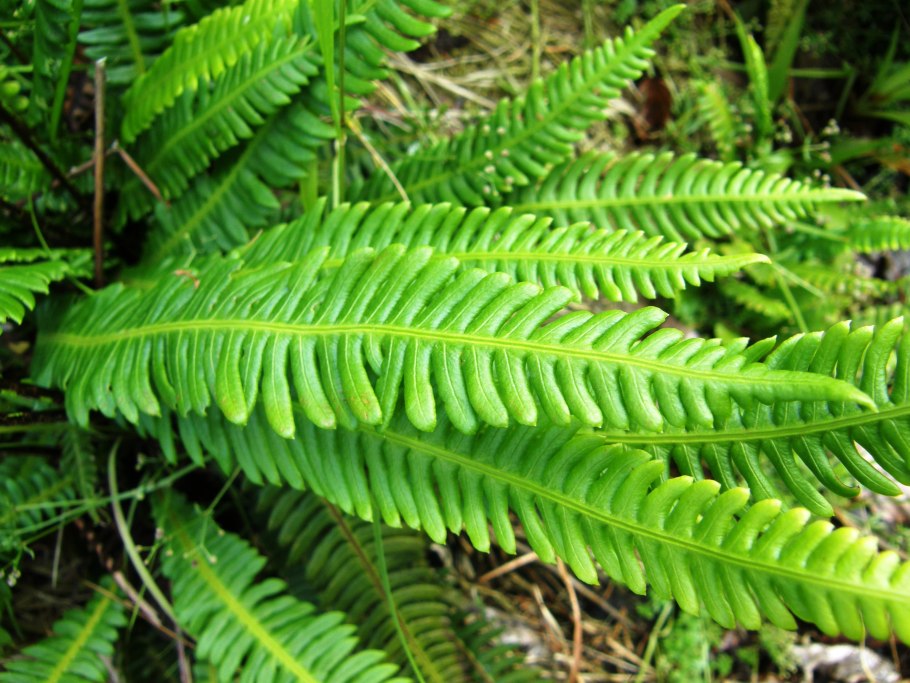 Папоротник Blechnum Penna