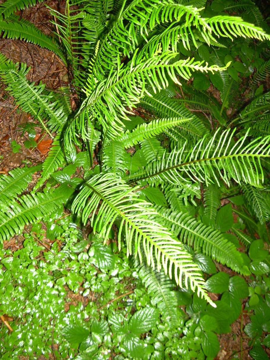 Папоротник Блехнум перисто-морской