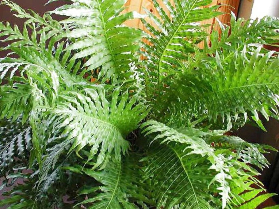 Блехнум Морское перо