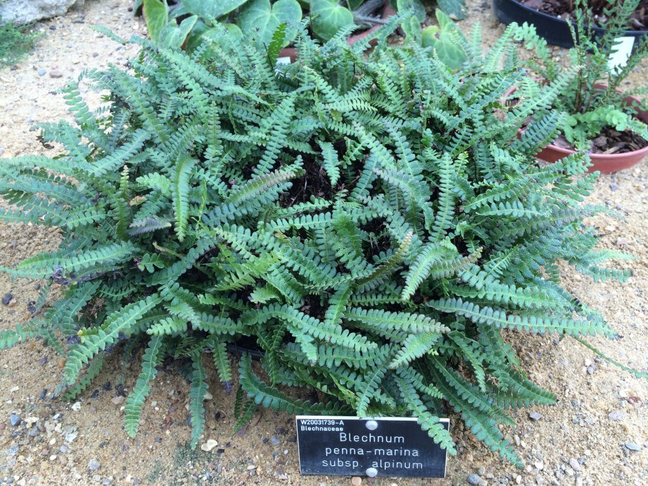 Дербянка Морское перо