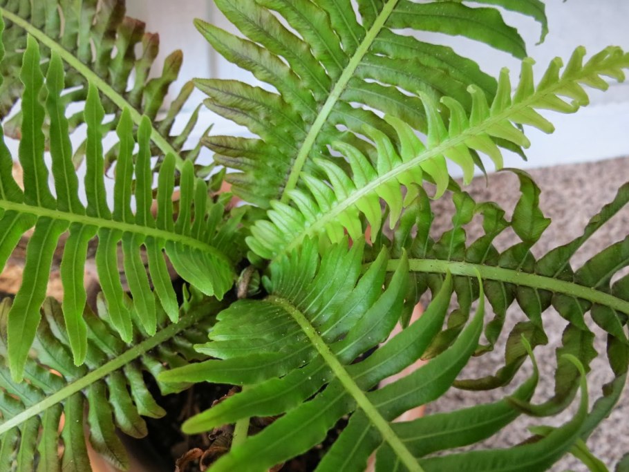 Блехнум сильвер леди