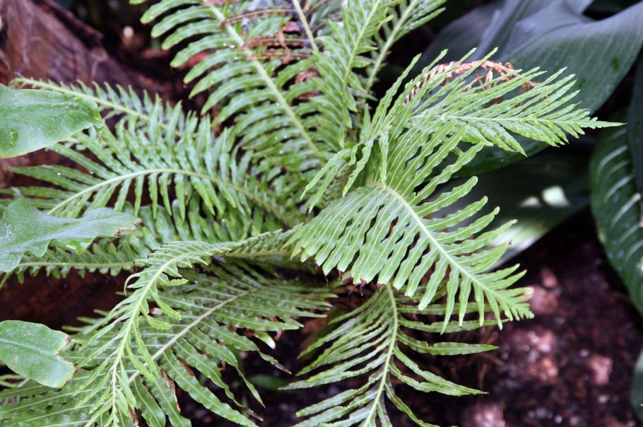 Блехнум Brasiliense Volcano