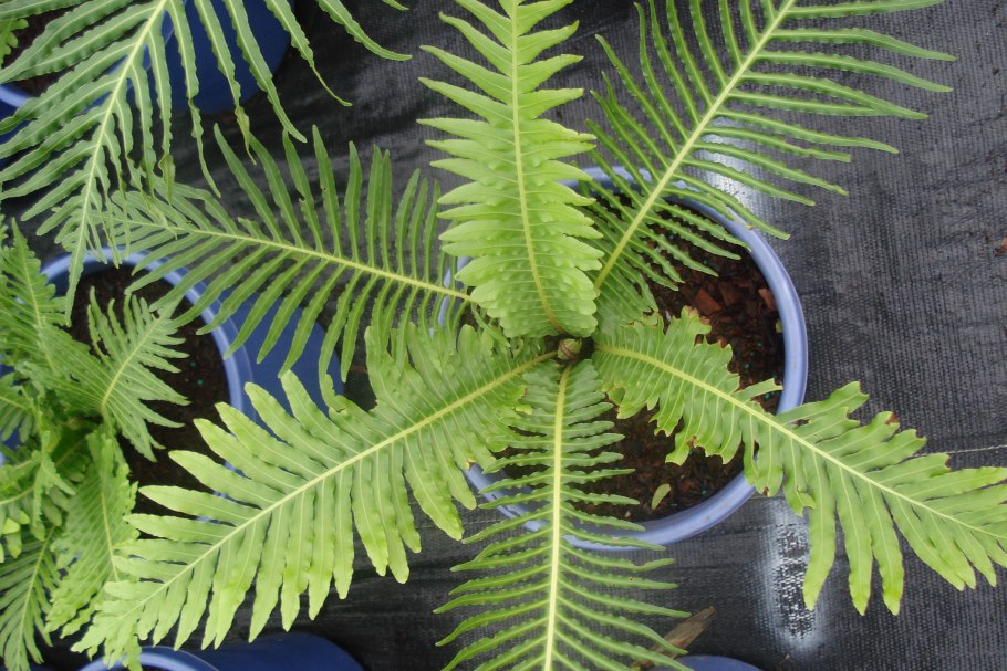 Blechnum magellanicum