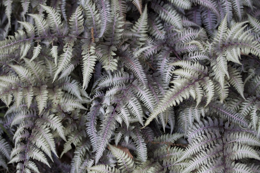 Блехнум Сильвер леди