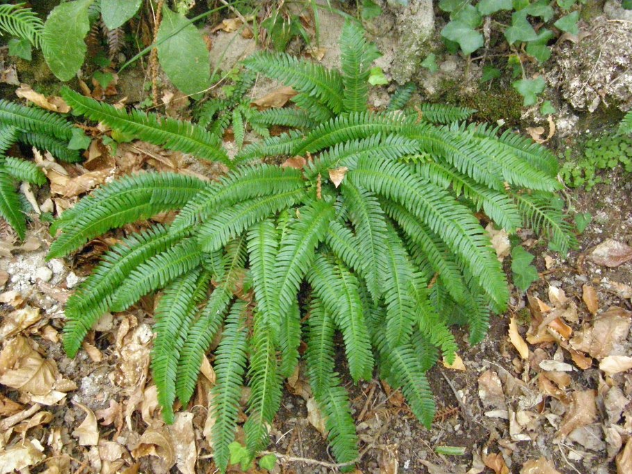 Блехнум Blechnum Penna-Marina