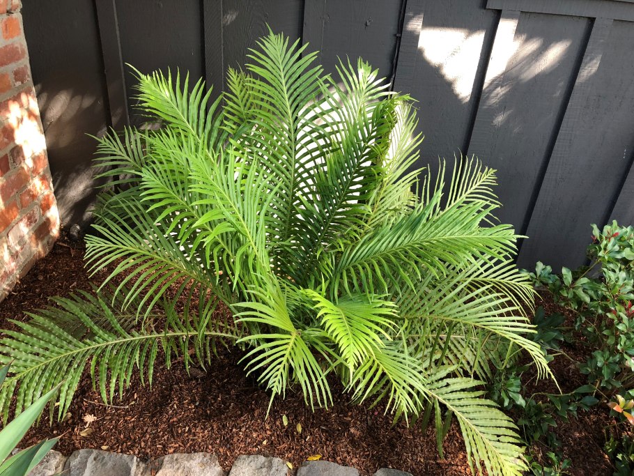 Папоротник Дербянка