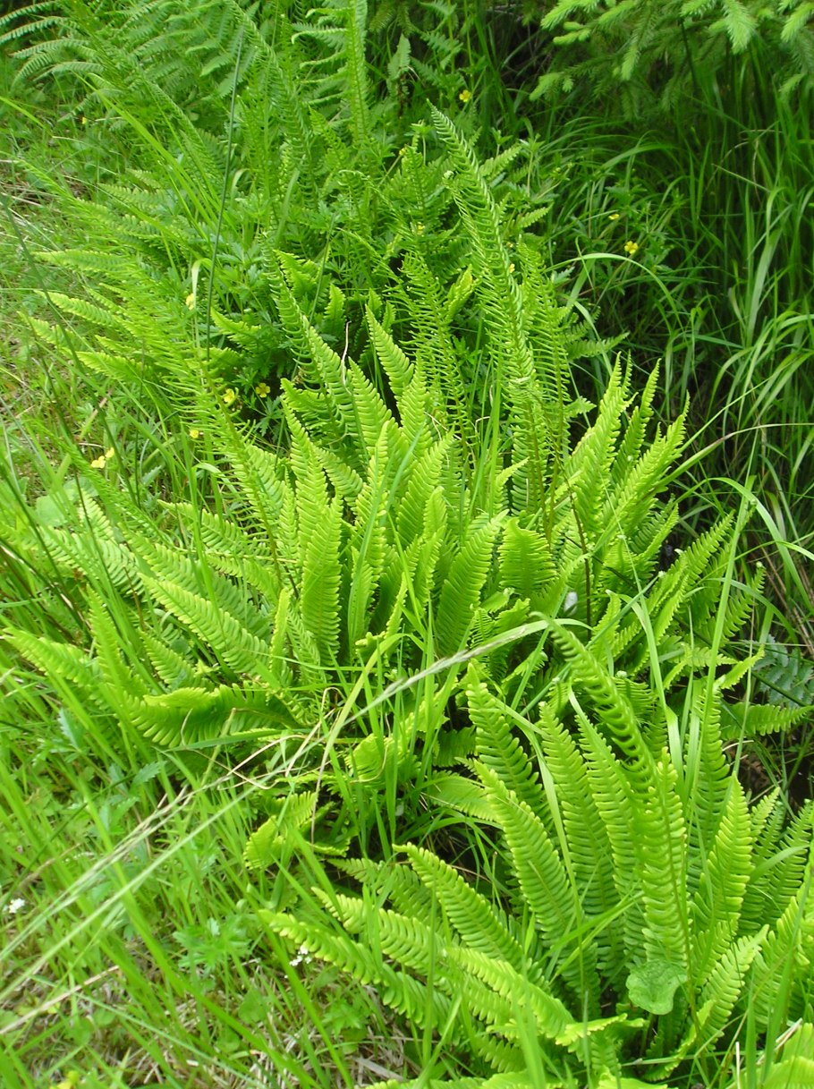 Папоротник Blechnum spicant